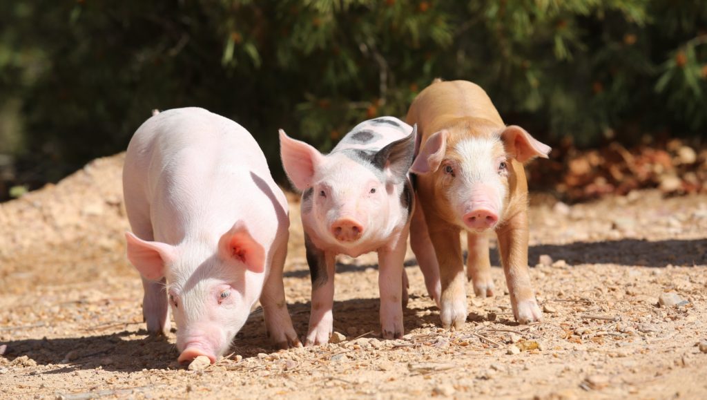 sector porcino en España